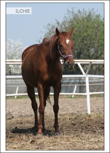 ilchie.jpg